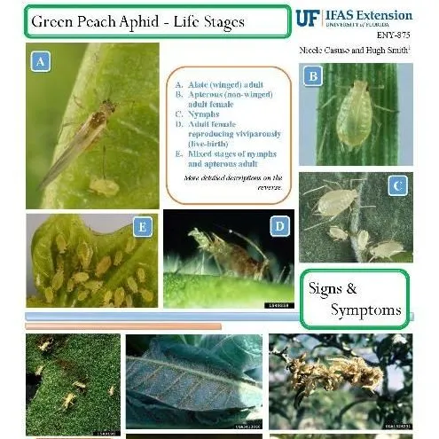 thumbnail for publication: Pest Identification Guide: Green Peach Aphid, Myzus persicae (Sulzer)